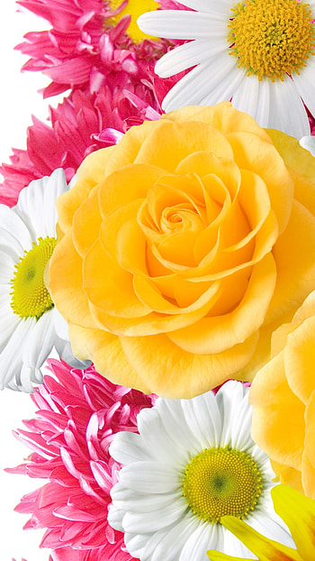 Flower , Colorful and vibrant, High-resolution HD phone wallpaper