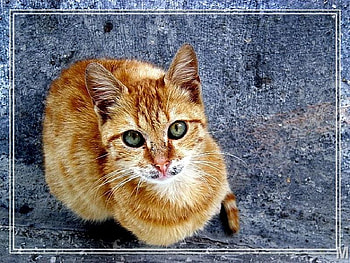 yellow kitty Cleo, kitty, yellow HD wallpaper