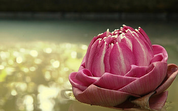 Plants, Flowers HD wallpaper