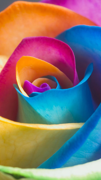 Rose Flower, Colorful, Rose HD phone wallpaper