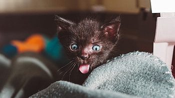 Funny kitten, kitten, cute, cat, brown, pink, pisici, face, manki kim, funny, adorable, tongue HD wallpaper