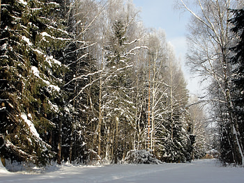 Winter, Nature, Trees, Road, Forest, St. Petersburg, Saint Petersburg, Pavlovsk HD wallpaper