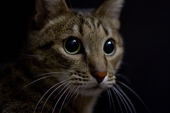 Confident, feline, cat, fur, muzzle HD wallpaper
