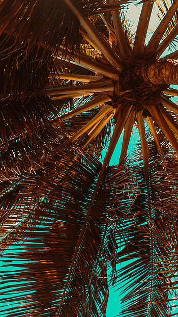 Palm Tree, Tropical palm tree, Nature HD phone wallpaper