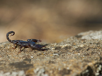 Opisthacanthus, Scorpions HD wallpaper