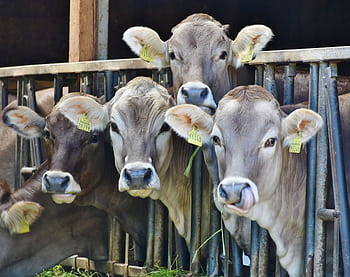 Close-up of four brown cows with ear tags standing in a barn, eating grass. HD wallpaper