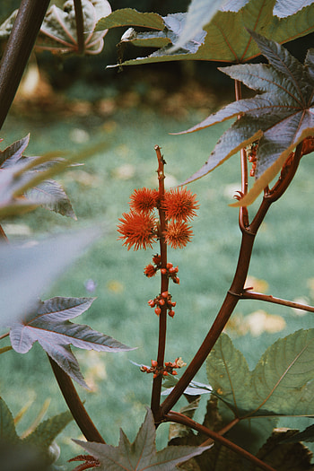 Nature, Plant, Palm, Barbed, Spiny, Fruit HD phone wallpaper