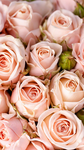Roses in nature, Vibrant colors, Breathtaking beauty, Floral enchantment HD phone wallpaper