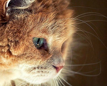 Cat Face, animal, face, cute, cat HD wallpaper