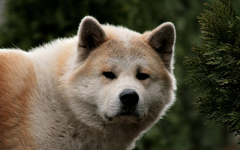 Animals, Dogs HD wallpaper
