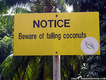 Beware of Falling Coconuts, falling, warning, sign, yellow, coconuts, trees HD wallpaper