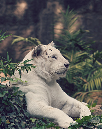 Animals, Predator, Big Cat, Tiger, White Tiger HD phone wallpaper
