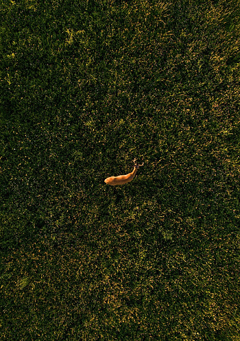 Animals, Grass, View From Above, Wildlife, Animal, Deer HD phone wallpaper