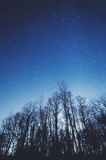 Nature, Trees, Sky, Night, Starry Sky HD phone wallpaper