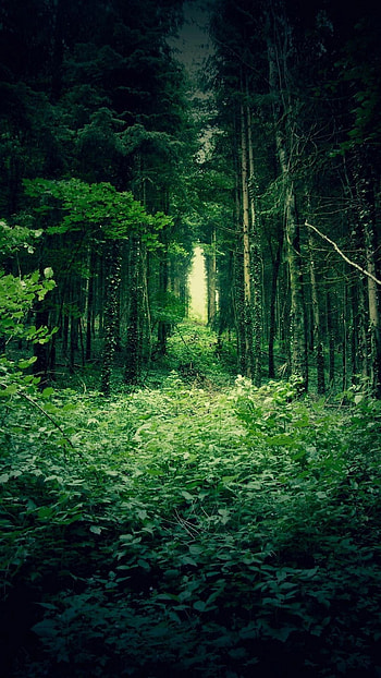 Forest trees , Nature's green, HTC one , Forest allure HD phone wallpaper