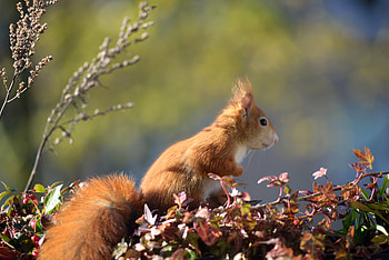 Animals, Squirrel, Animal, Foliage HD wallpaper