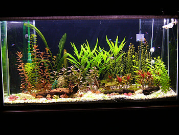 Full Size of Fish Tank Live Planted Aquarium Cheong Kim Tick Live Fishium For Window10live ... HD wallpaper