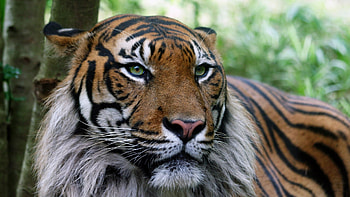 Animals, Tigers HD wallpaper