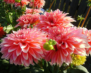 Wonderful dahlias, pink, dahlias, nature, flowers, large, macro, asters, graphy, garden, peachy HD wallpaper
