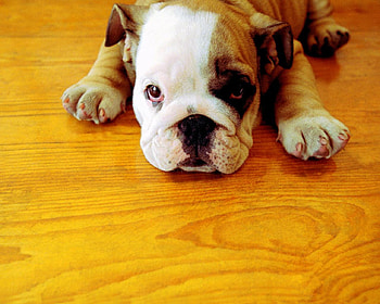 English Bulldog Puppy, bulldog, dog, animals, floor, eyes, little, nose HD wallpaper