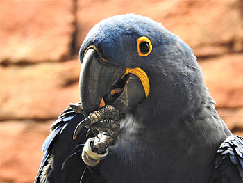 Animals, Parrots, Bird, Beak HD wallpaper