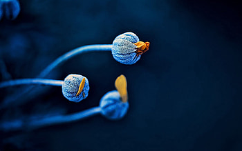 Plant, Macro, Stem, Stalk HD wallpaper