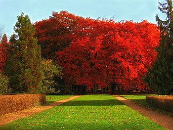 Red Tree, beautiful, , tree, red HD wallpaper