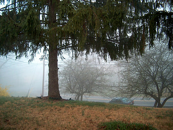 a foggy morning , fog, nature HD wallpaper