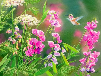 Sweet Wildflowers, sweet, birds, paintings, lovely flowers, summer, wildflowers, love four seasons, animals, hummingbird, nature, flowers HD wallpaper