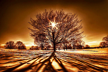 Magic tree, shine, nature, sun, sunset, tree HD wallpaper