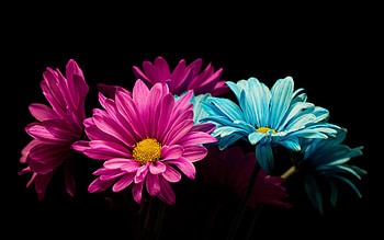 Colorful, daisy, flowers, portrait HD wallpaper