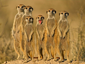 Animals, Rodents HD wallpaper