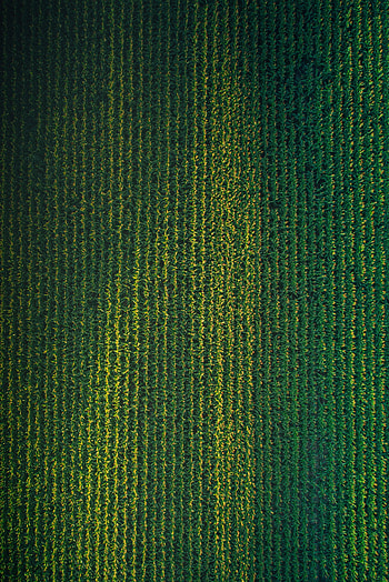 Nature, Grass, View From Above, Plant, Field HD phone wallpaper