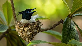 bird in the nest, branch, Muscicapa striata, leaves, bird, nature, nest HD wallpaper