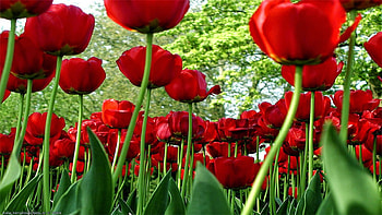TULIPS, COLOR, PETALS, LEAVES, STEMS HD wallpaper