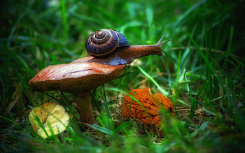 Snail, animal, nature, graphy HD wallpaper
