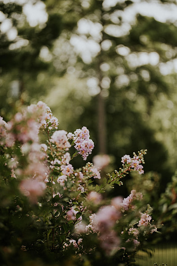 Flowers, Bush, Branches, Bloom, Flowering HD phone wallpaper