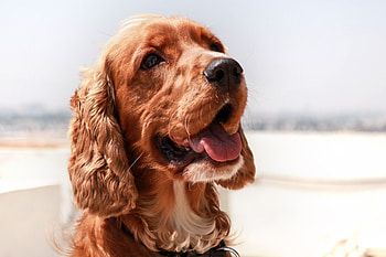 Animals, Dog, Muzzle, Protruding Tongue, Tongue Stuck Out, English Cocker Spaniel HD wallpaper