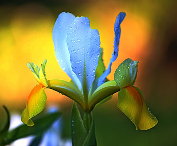 Blue flower, drops, close up HD wallpaper