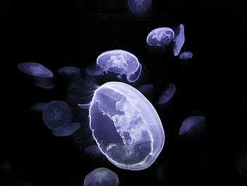 Animals, Jellyfish, Glow, Creatures, Under Water, Underwater HD wallpaper