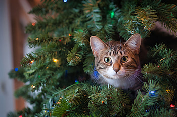Animals, New Year, Cat, Pet, Sight, Opinion, Christmas Tree HD wallpaper