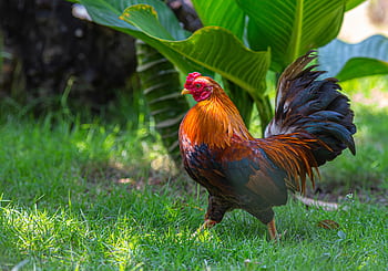 A colorful rooster struts on grass surrounded by lush green leaves outdoors. HD wallpaper