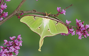 Luna moth , Animal HQ, , 2019 HD wallpaper