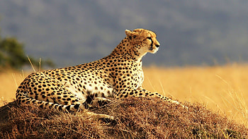 Guepardo , Cheetah , Cheetah , Graceful wildlife HD wallpaper