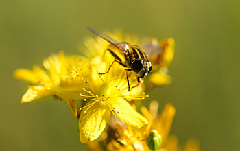 Flower, Macro, Bee, Pollination HD wallpaper