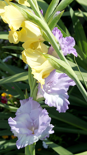 Gladioli, Light Purple HD phone wallpaper