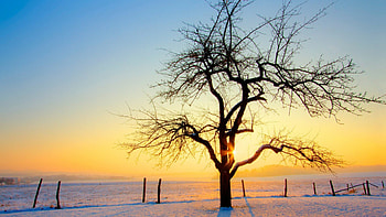sunset behind a lone tree in winter, winter, field, fence, sunset, tree HD wallpaper