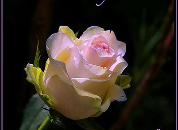 A single rose, rose, pink, one, black background, green HD wallpaper