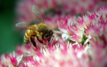 Insects, Bees HD wallpaper