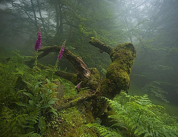 Long Gone, mist, sad, roots, foxgloves, moss, trees, ferns, dead HD wallpaper